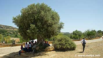 Under the shadow of the olive tree of the temple of Concordia Under the shadow of the olive tree of the temple of Concordia