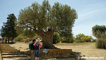 A centuries old olive tree, in the background the temple of Juno. A centuries old olive tree, in the background the temple of Juno.