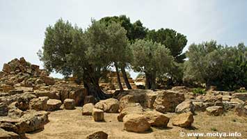 Remains of the immense temple of Zeus and the old olive trees. Remains of the immense temple of Zeus and the old olive trees.