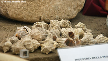The murex shell (Bolinus or Haustellum Brandaris) used in the purple dyeing industry at Motya. The murex shell (Bolinus or Haustellum Brandaris) used in the purple dyeing industry at Motya.