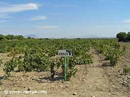 Vineyard on San Pantaleo Vineyard on San Pantaleo